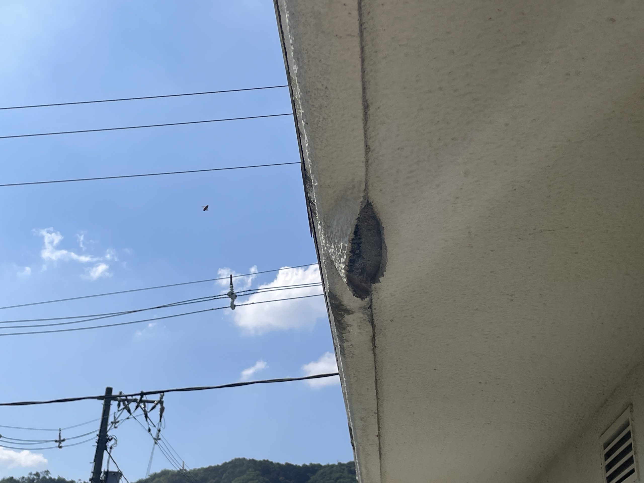 軒天の劣化症状