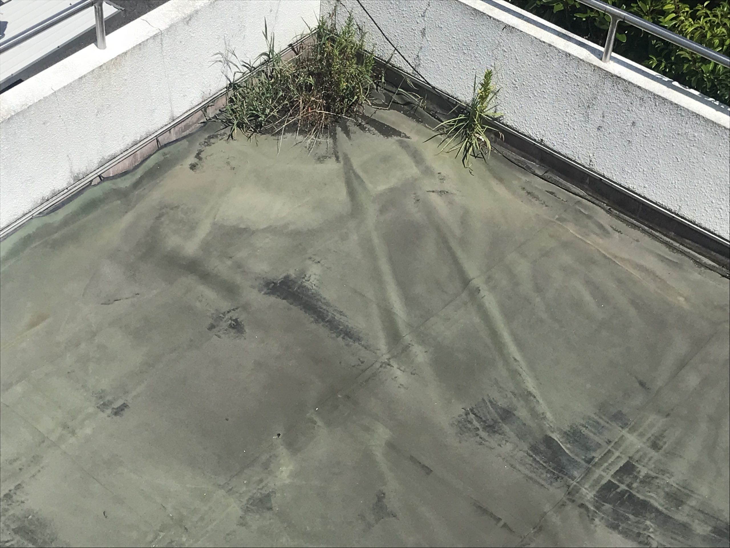 シートの浮き・めくれ＋雑草の発生