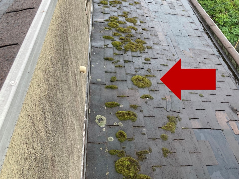 苔・藻の繁殖による防水性能の低下