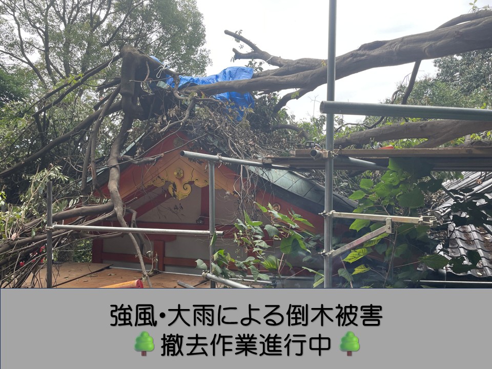 広島市にある神社の屋根に大木が倒木｜足場設置から撤去作業の様子！